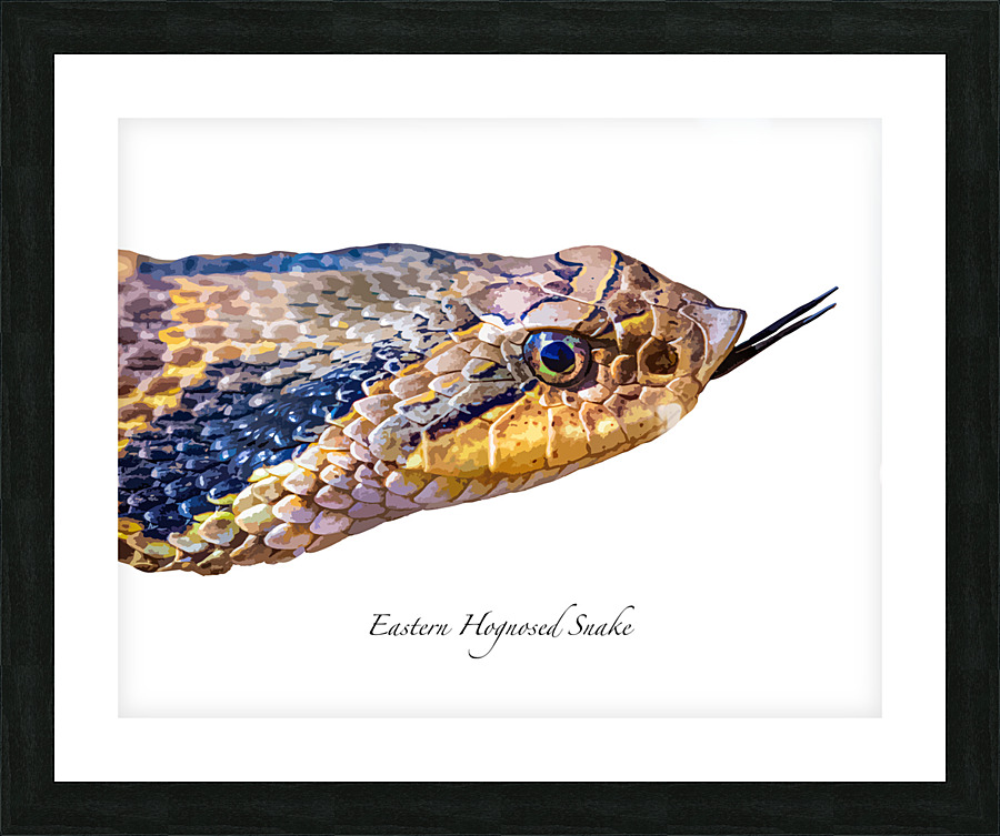 Eastern Hognosed Snake Picture Frame print