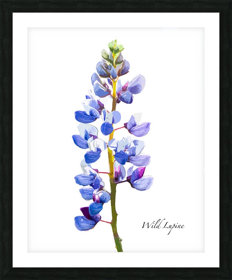 Wild Lupine Picture Frame print