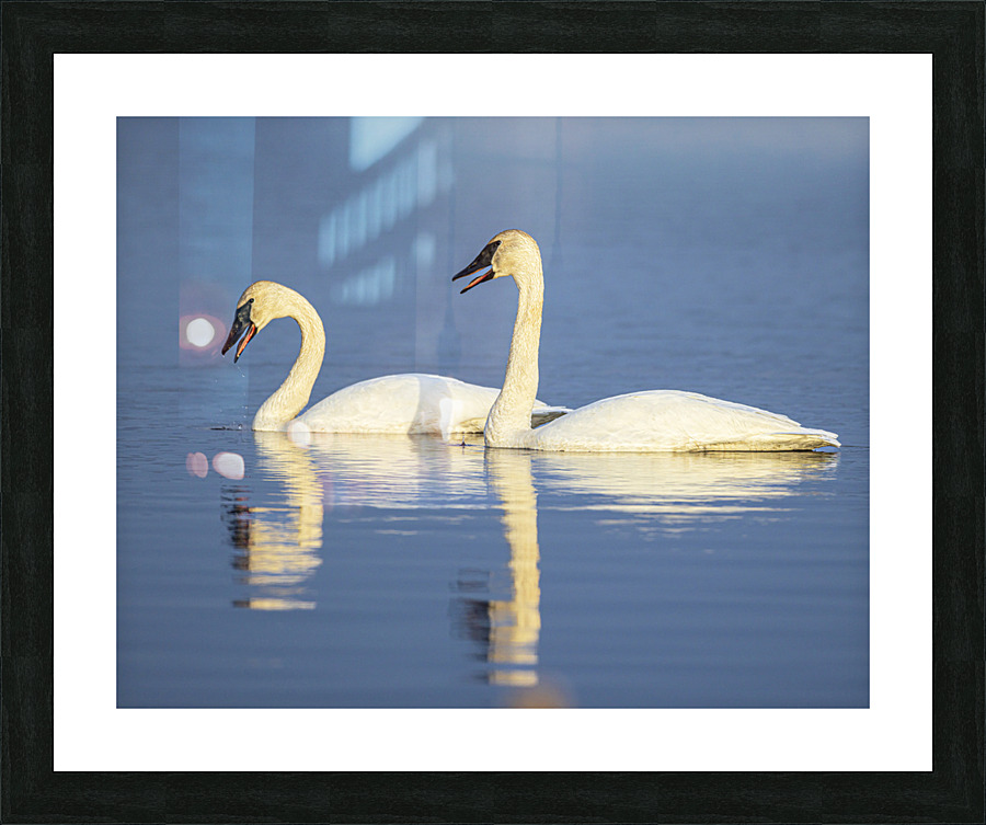 Trumpeter Swans Picture Frame print