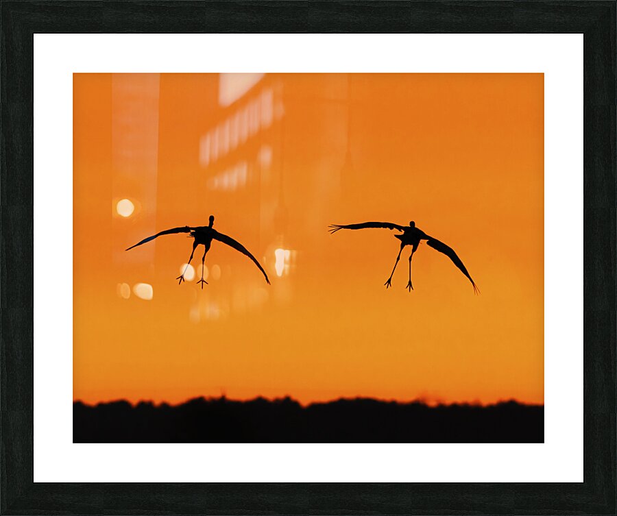 Cranes falling with Style Picture Frame print