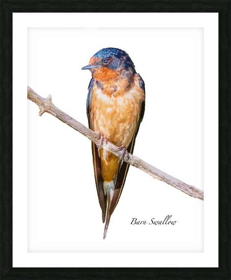 Barn Swallow Picture Frame print