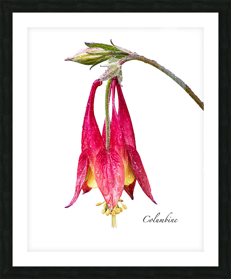 Columbine Picture Frame print