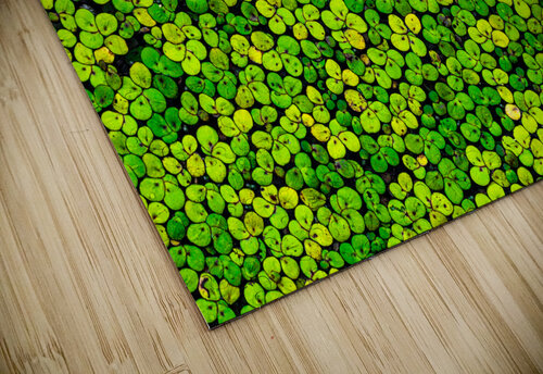 Duckweed Joe Riederer puzzle