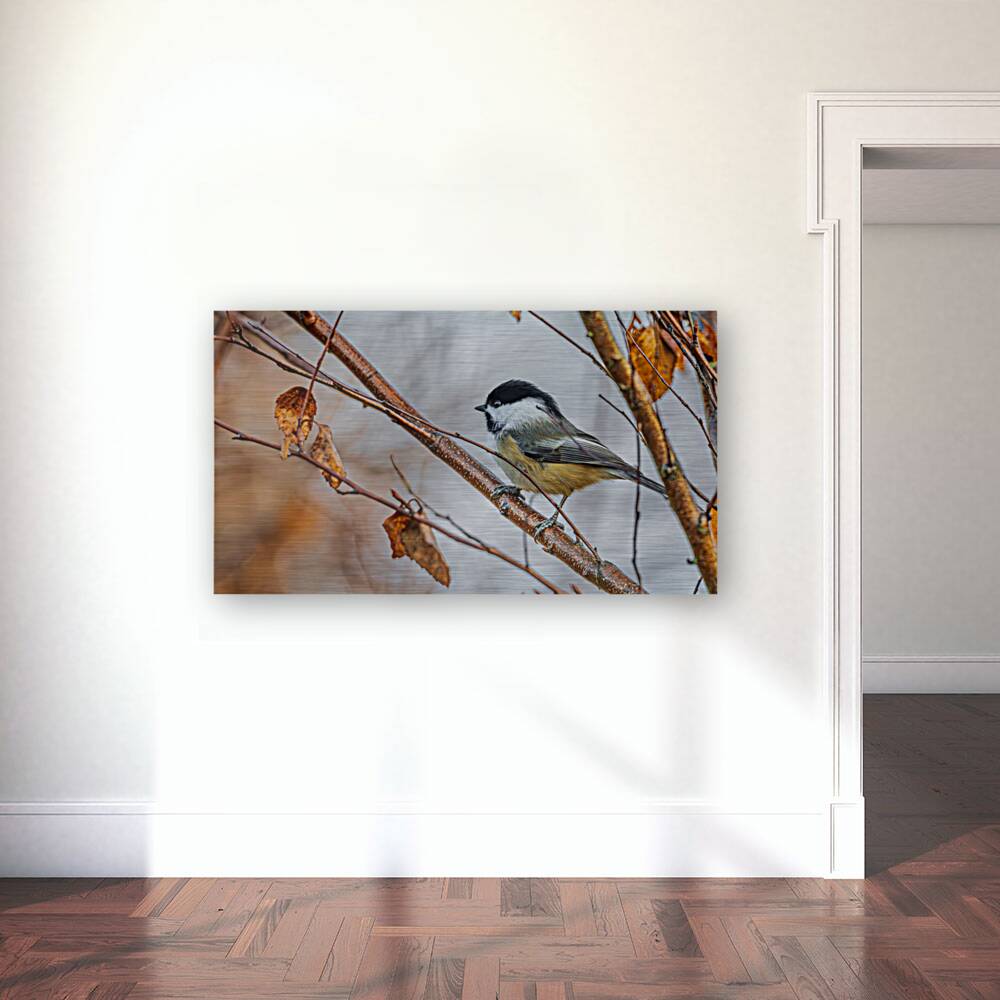 Chickadee in River Birch Reproduction