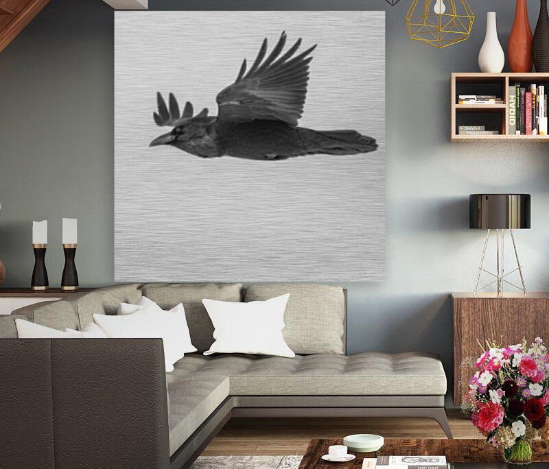 Common Raven Reproduction