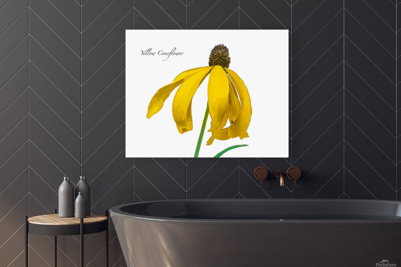Yellow Coneflower Reproduction