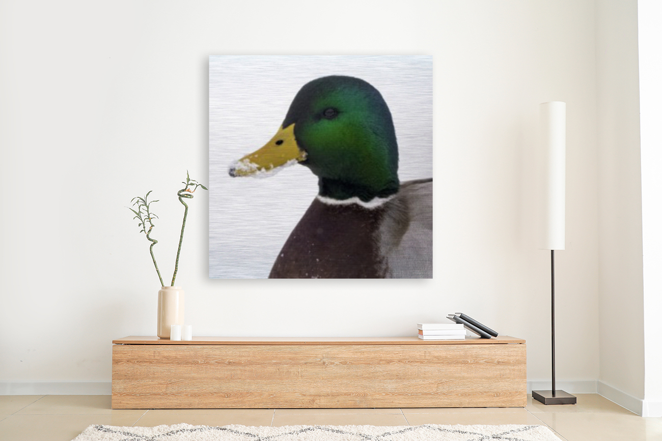 Mallard Drake  Reproduction