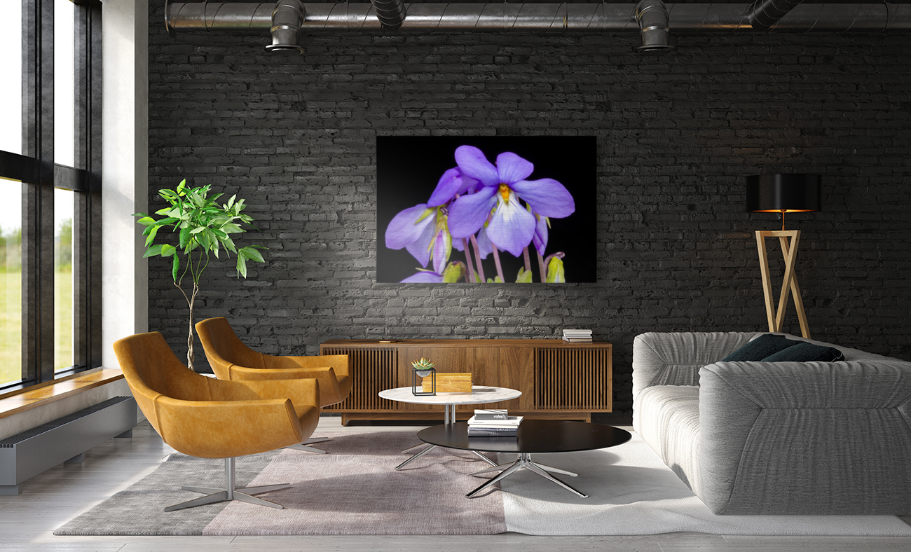 Birds Foot Violet Reproduction