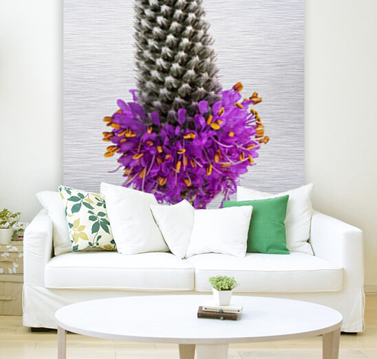 Purple Prairie Clover Reproduction