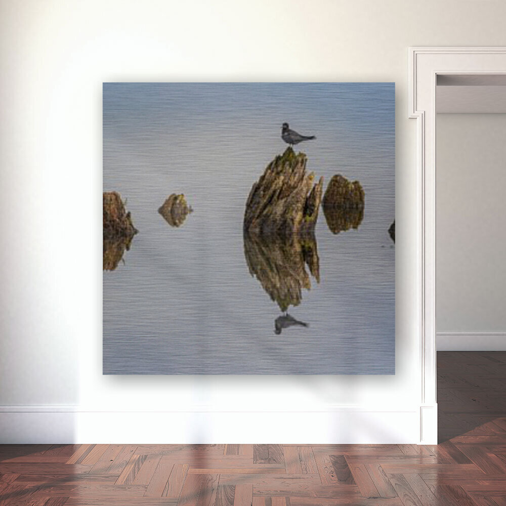 Black Tern Family Reflection Reproduction