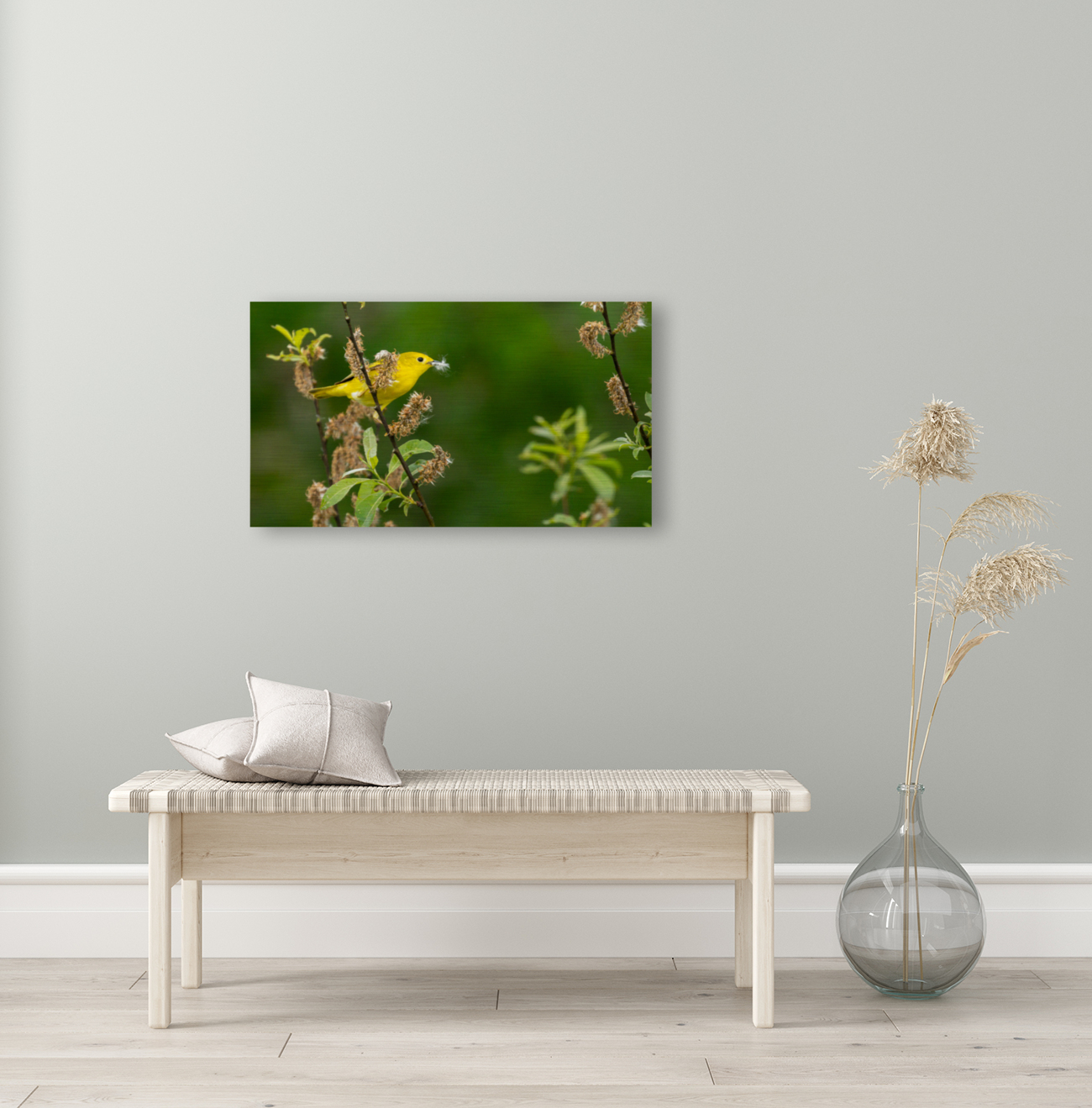Yellow Warbler in Willow Reproduction