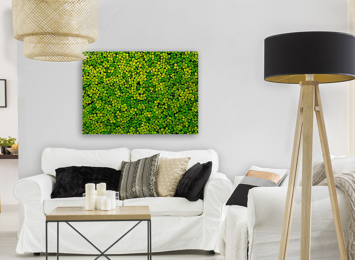 Duckweed Reproduction