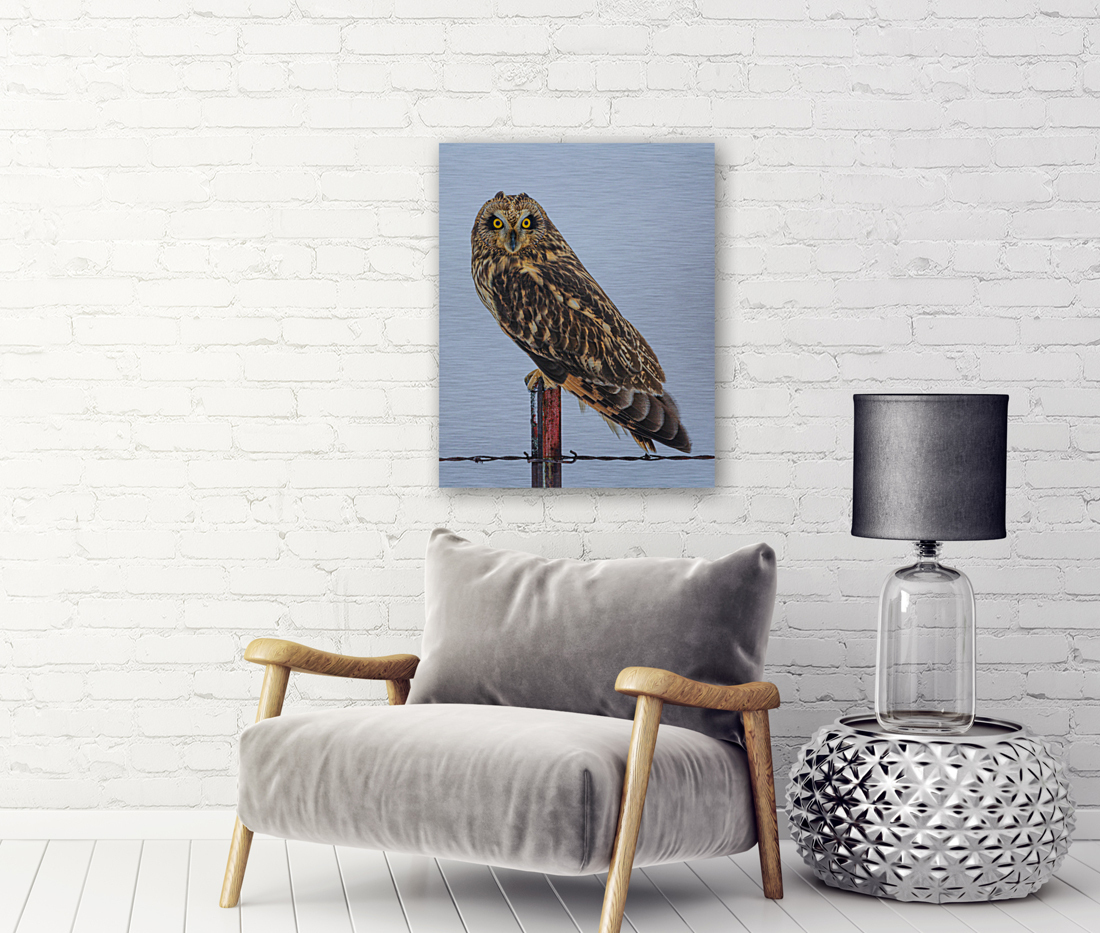 Short-eared owl  Reproduction
