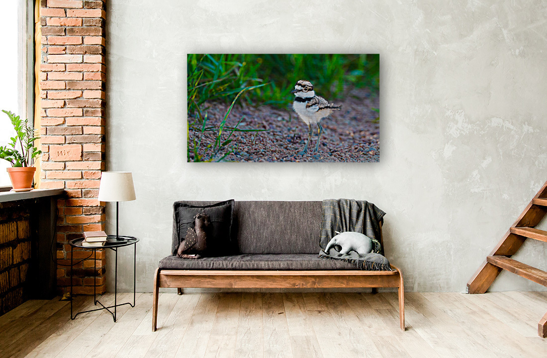 Killdeer Chick  1 Reproduction