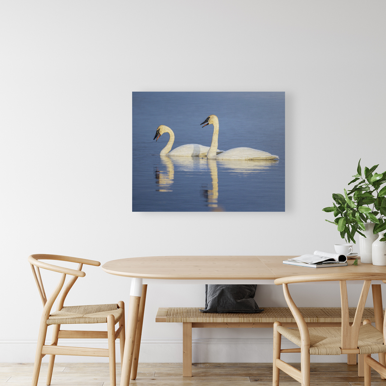 Trumpeter Swans Reproduction