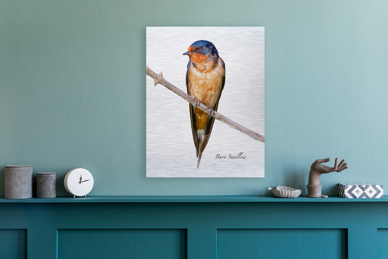 Barn Swallow Reproduction