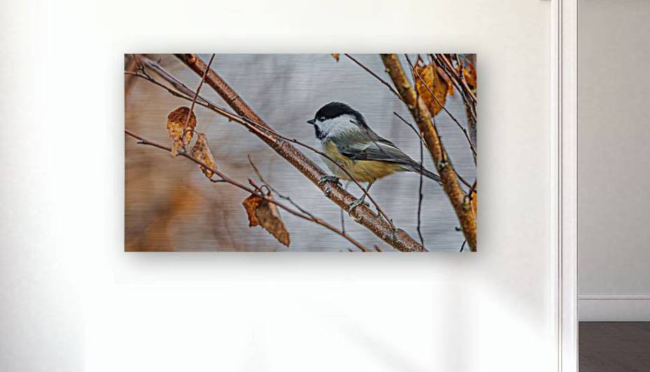 Chickadee in River Birch by Joe Riederer