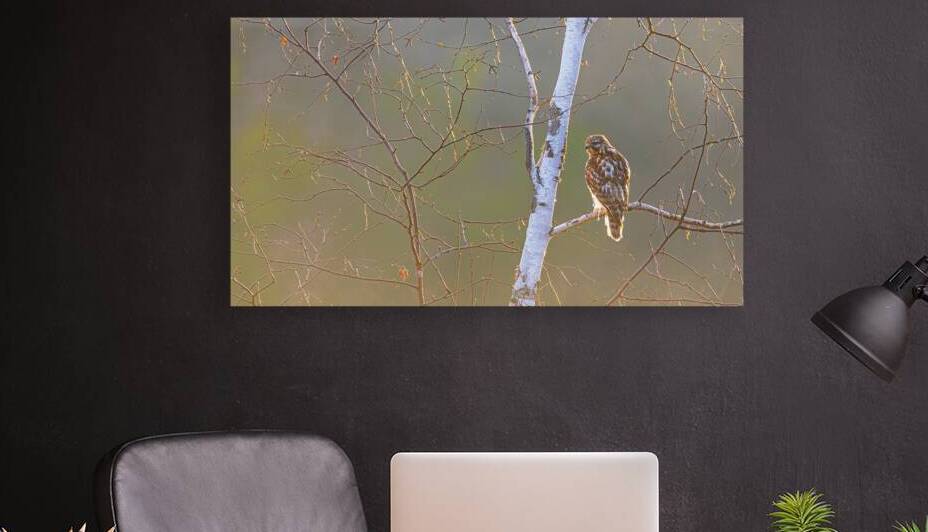 Red-tailed Hawk in Birch by Joe Riederer