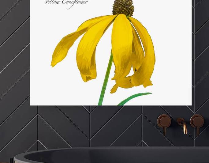 Yellow Coneflower Reproduction