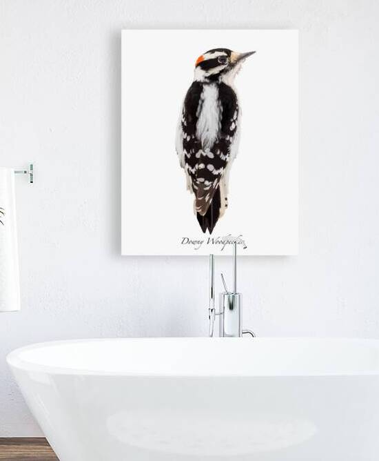 Downy Woodpecker by Joe Riederer