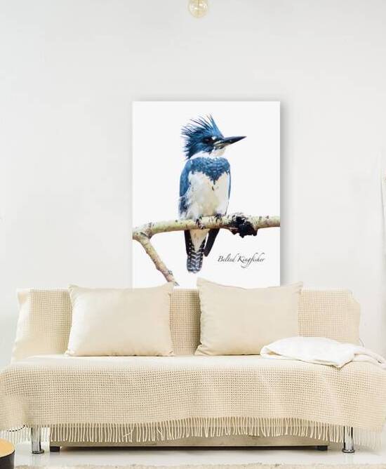 Belted Kingfisher by Joe Riederer
