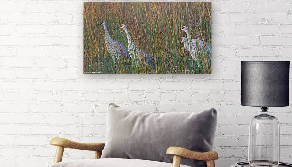 Sandhills in Reeds by Joe Riederer