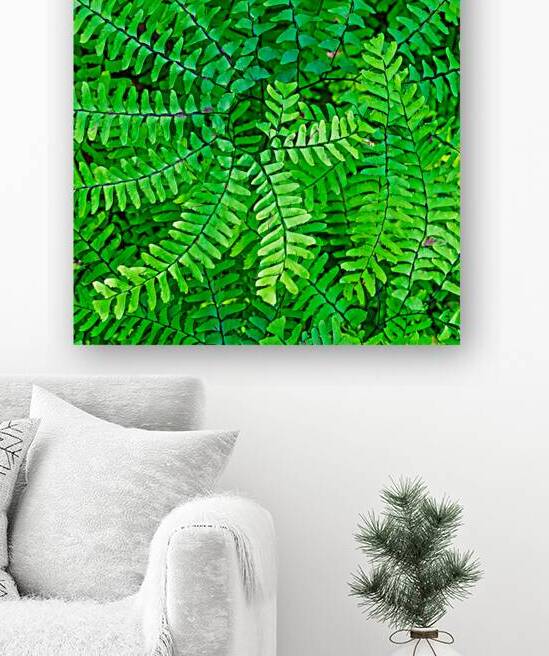 Northern Maidenhair Fern by Joe Riederer