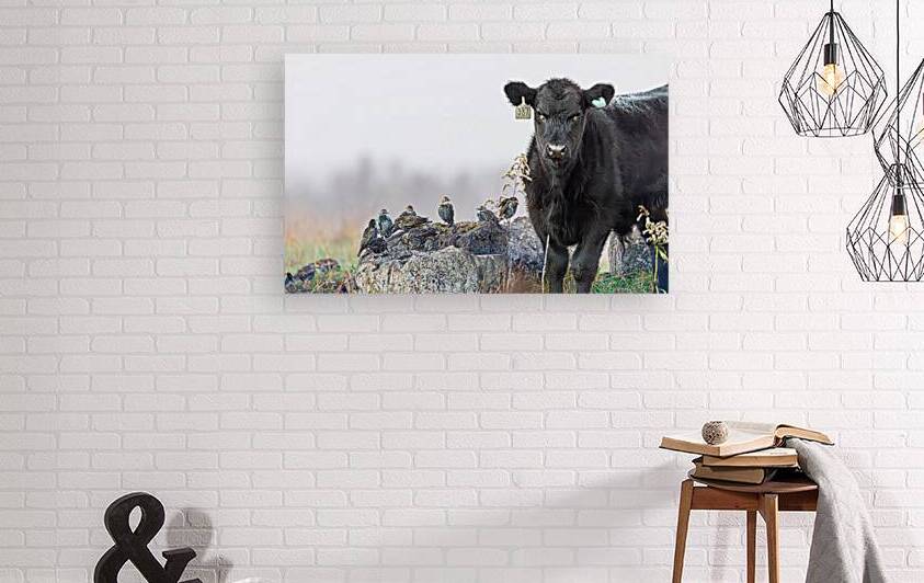 Steer and Starlings by Joe Riederer