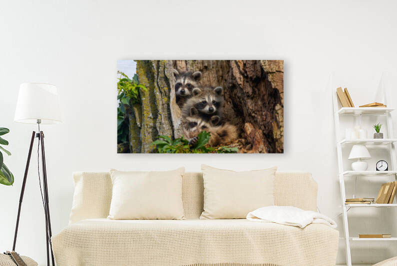 Raccoon Family Tree  by Joe Riederer