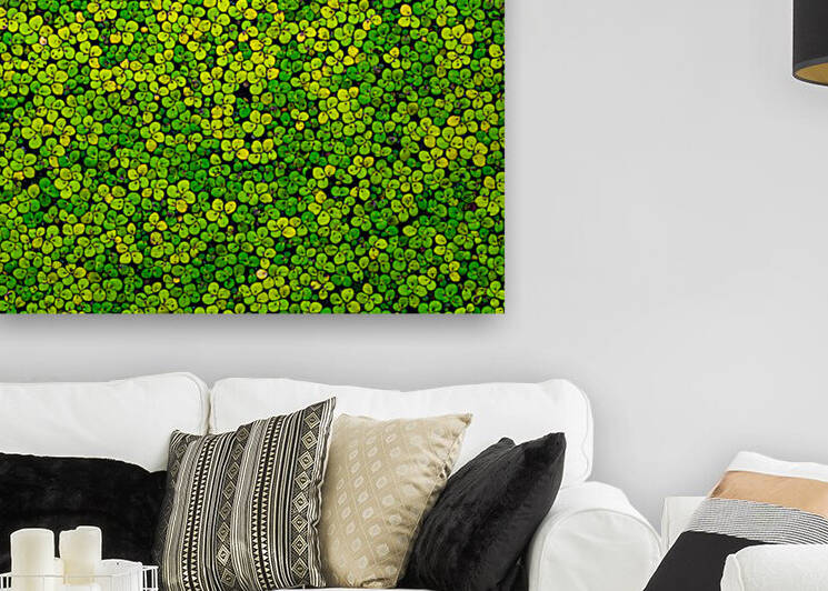 Duckweed by Joe Riederer