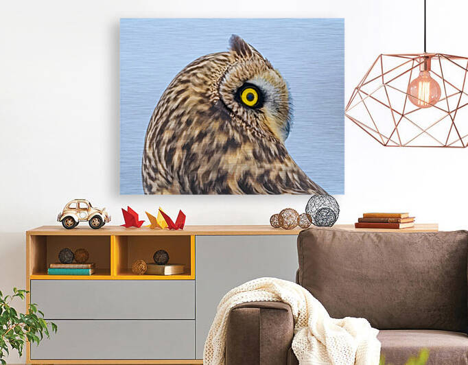 Short-eared Owl Beauty  Shot by Joe Riederer