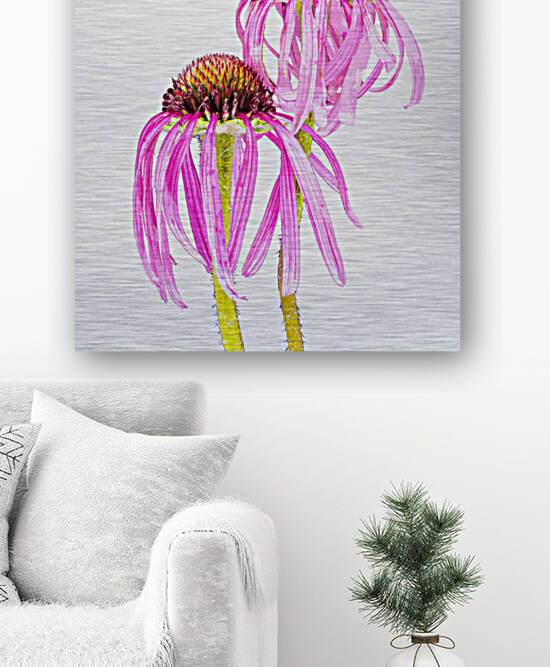 Pale Purple Coneflower by Joe Riederer