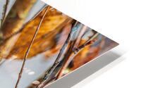 Chickadee in River Birch HD Metal print
