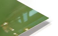 equisetum horsetail HD Metal print