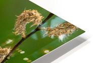 Yellow Warbler in Willow HD Metal print