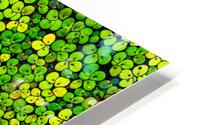 Duckweed Impression metal HD