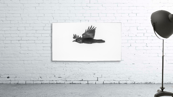 Common Raven Wall Preview