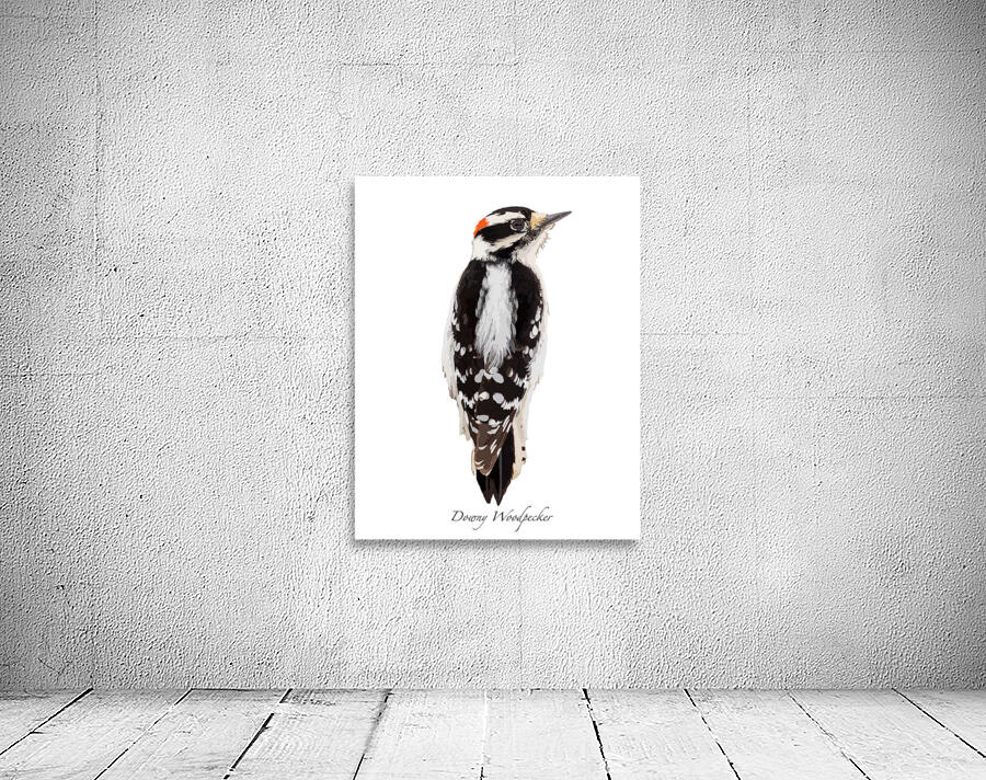 Downy Woodpecker Wall Preview