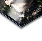Curious Kid  Acrylic print