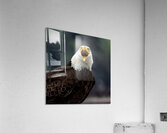 Unbroken Call  Acrylic Print