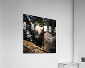 Curious Kid  Acrylic Print