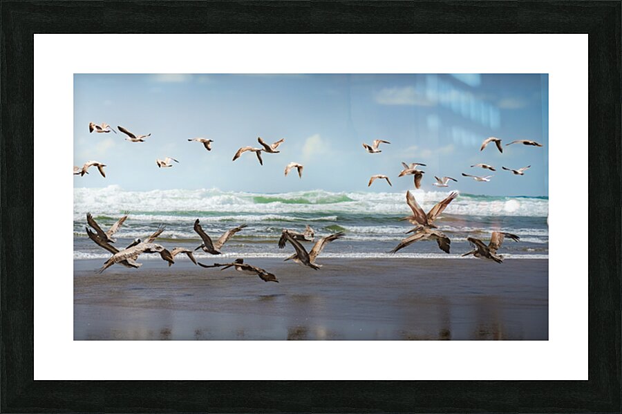 the Pelican Rush  Picture Frame print