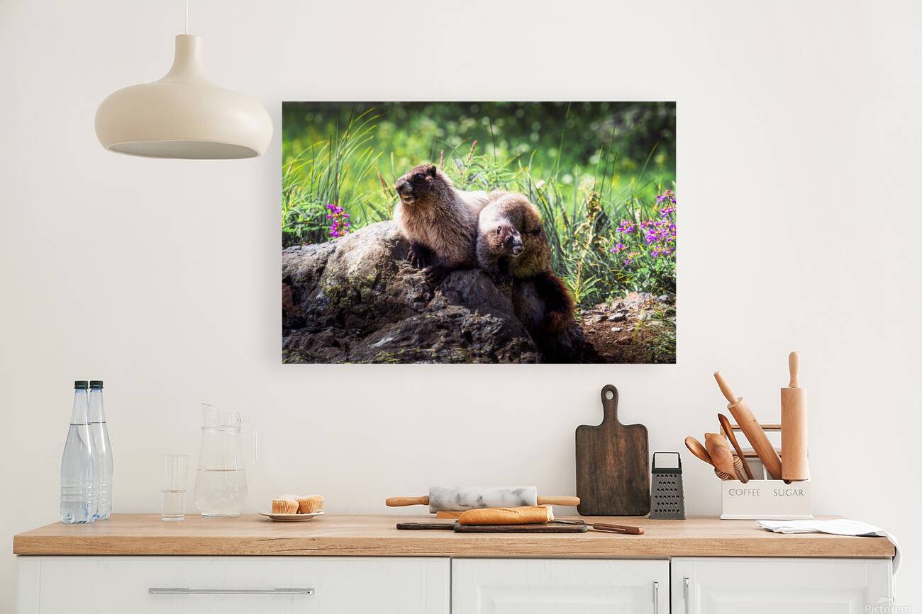 Marmot Moments  Reproduction