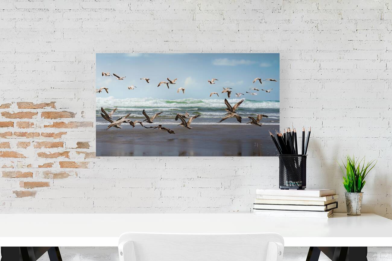 the Pelican Rush  Reproduction