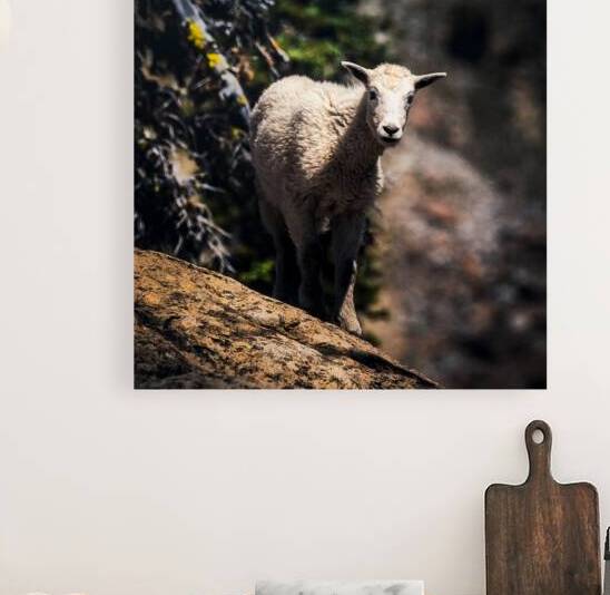 Curious Kid  by Travis Cole Nature Photography