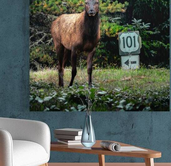 Hwy 101 Ambassador  by Travis Cole Nature Photography