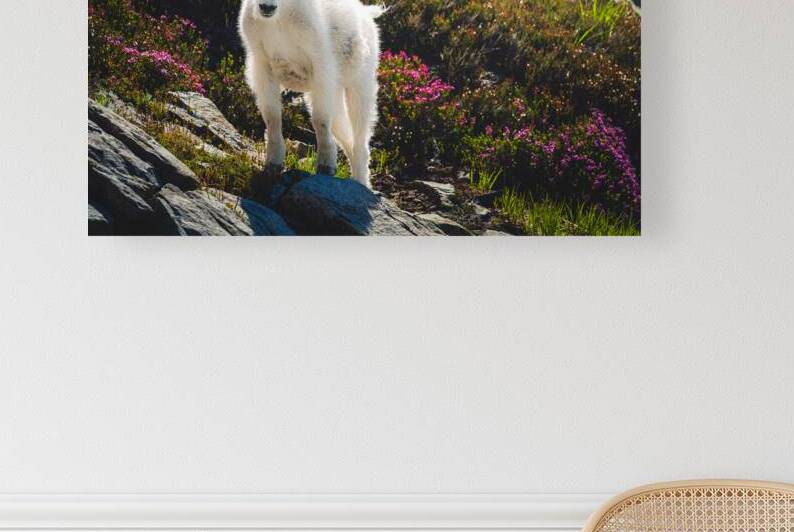 Casper the Friendly Goat  by Travis Cole Nature Photography