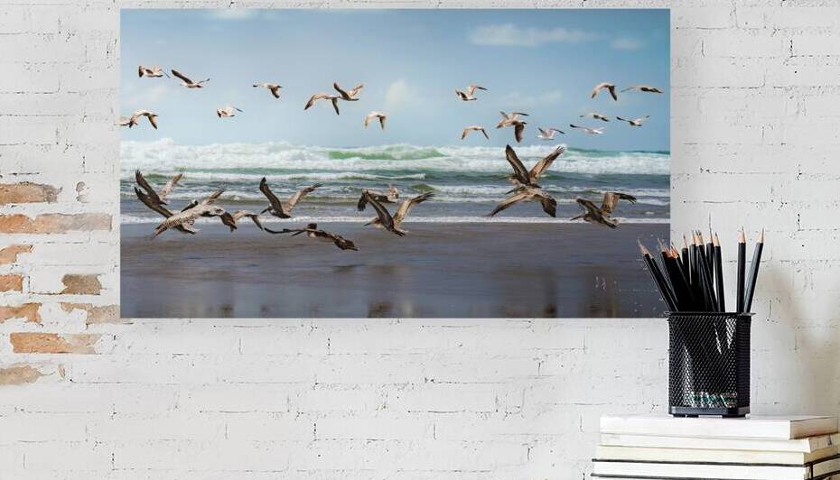 the Pelican Rush  Reproduction