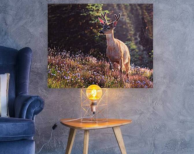 Free to Frolic  by Travis Cole Nature Photography