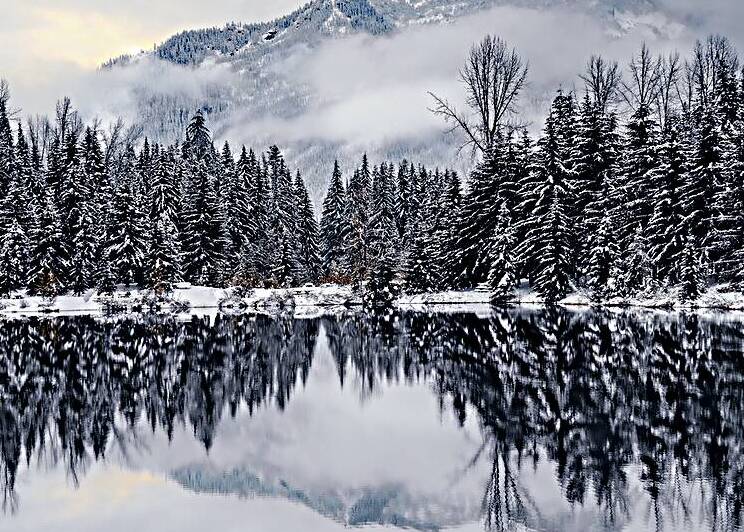 the Forest Stares Back  by Travis Cole Nature Photography